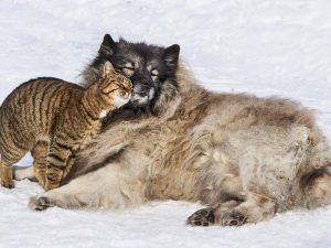 Leia mais sobre o artigo Como cão e gato