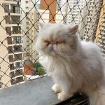 Dia de gato num apartamento