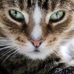 Gatos Não Têm Bigodes