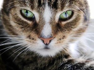 Leia mais sobre o artigo Gatos Não Têm Bigodes